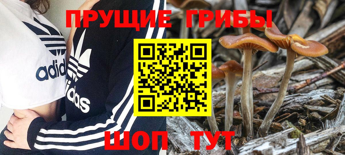 Галлюциногенные грибы GOLDEN TEACHER  Галлюциногенные грибы Magic Shrooms  Вход с VPN  Лесной 